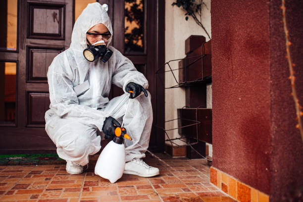 Reliable Wasp Removal contractor in Prospect Heights, IL by Show Me Pest Control